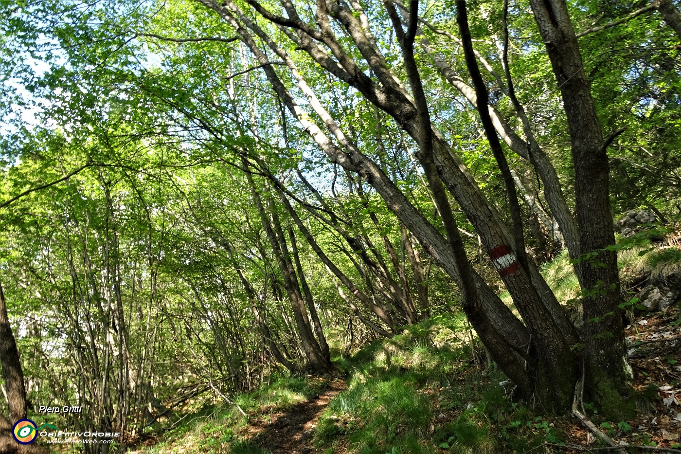 30 Il sentiero corre tra piante di carpine nero.JPG